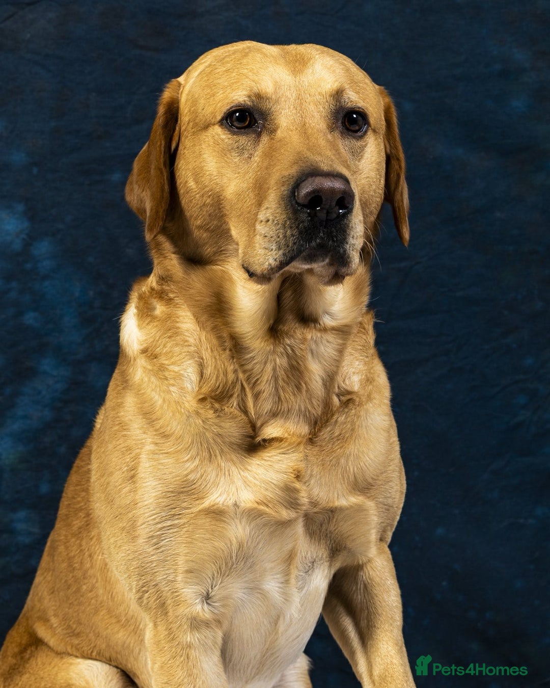 Labrador Retriever dogs for stud: Family Labrador to Stud - Advert 4