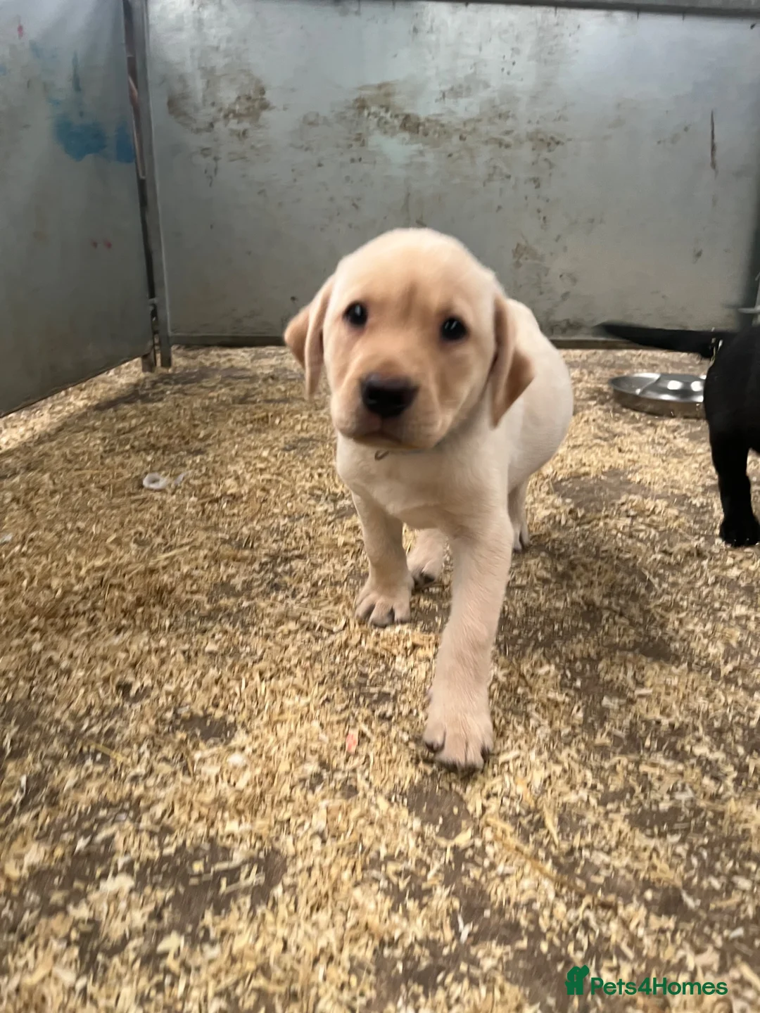Labrador Retriever dogs for sale: **Stunning Yellow KC registered Pup** - Advert 1