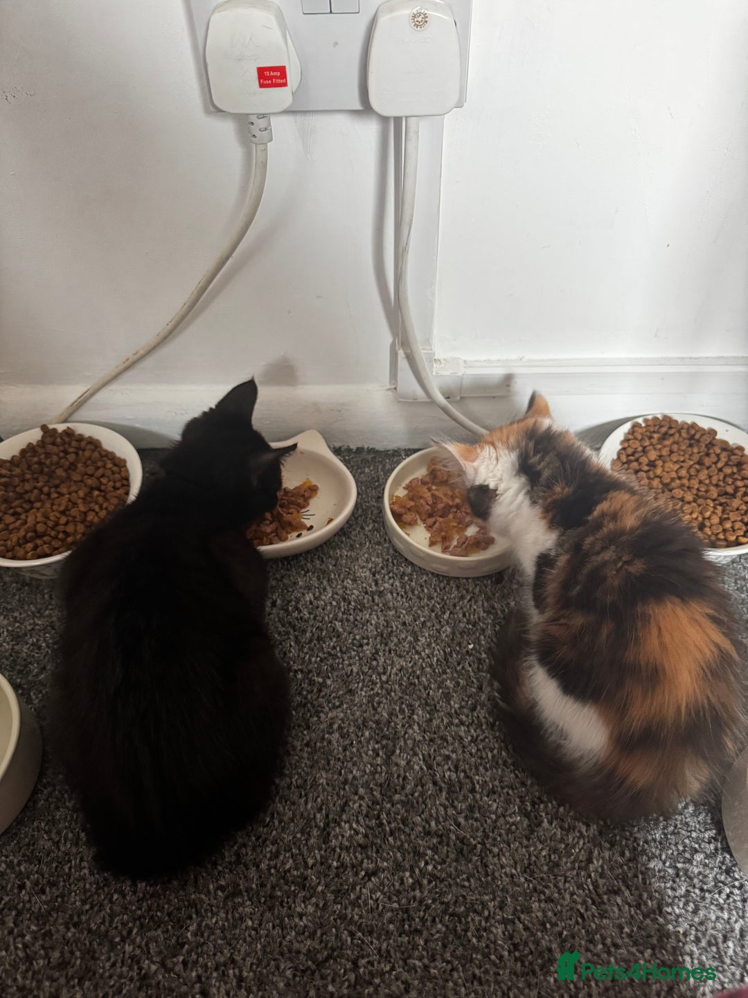 Mixed Breed cats for sale: female kittens. - Advert 12