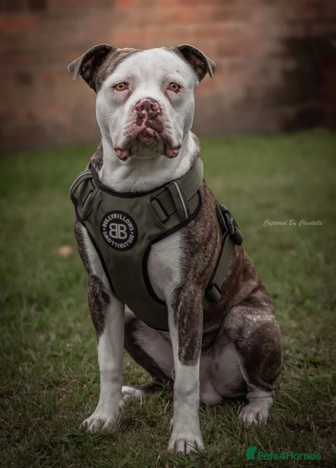 Mixed Breed dogs for sale: American bulldog x Staffy  - Advert 2