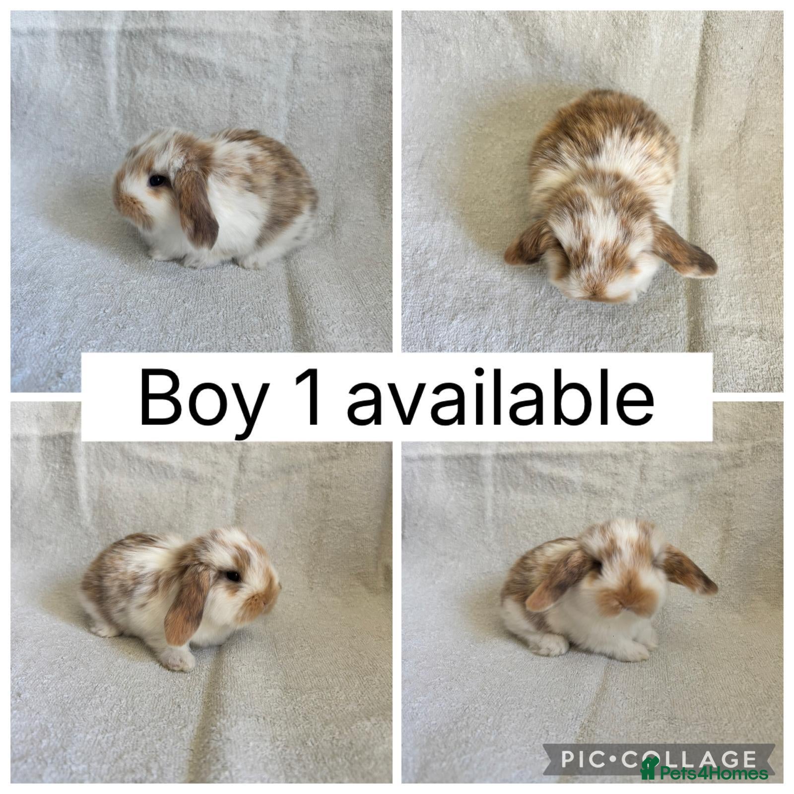 Mini Lop rabbits 6 beautiful baby mini lops ready to reserve - Advert 1