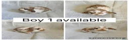 Mini Lop rabbits for sale: 6 beautiful baby mini lops ready to reserve - Advert 1