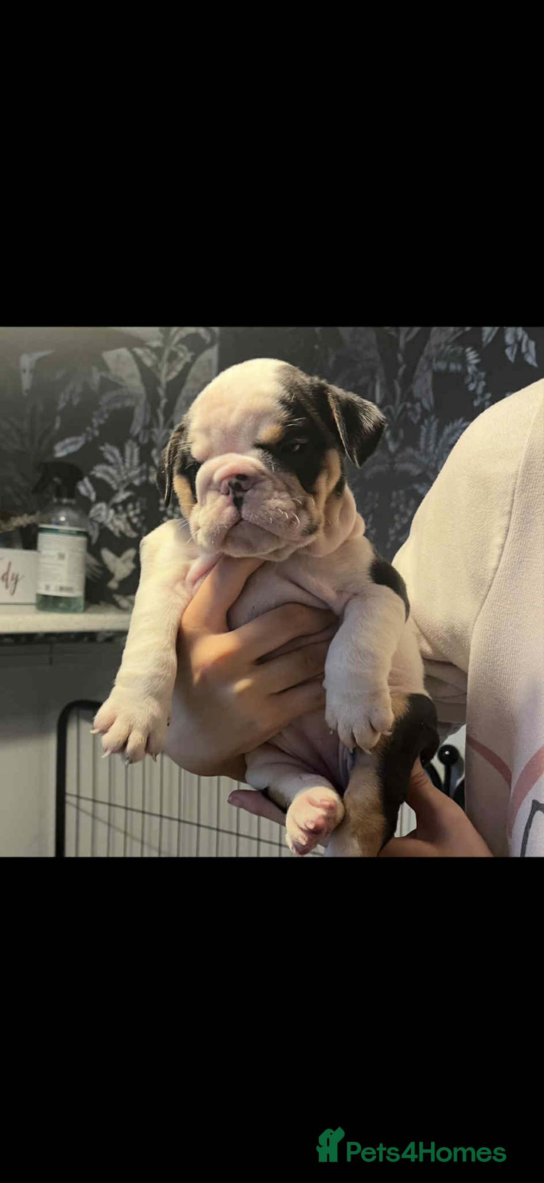 English Bulldog dogs for sale: Miniature English bulldog, 2 years old - Image 13