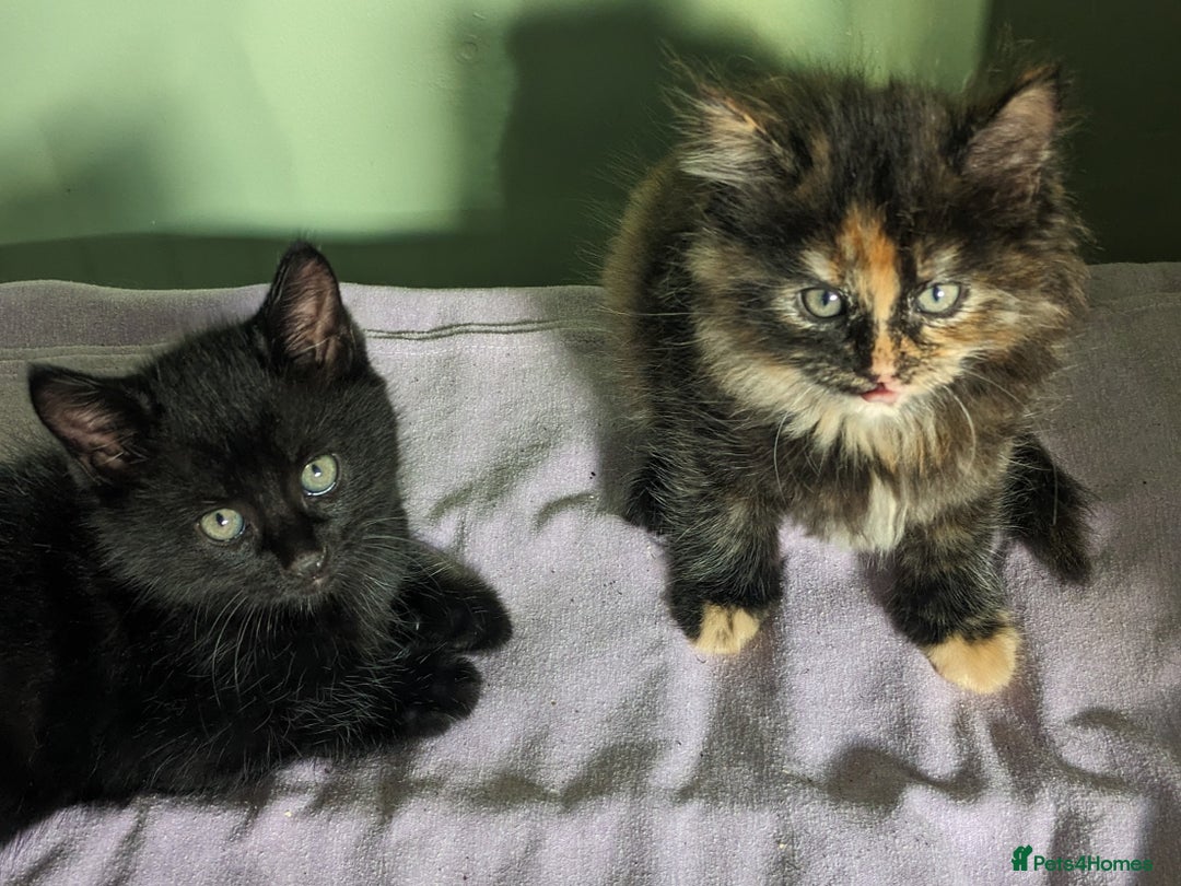 Mixed Breed cats for sale: Beautiful kittens - Image 2