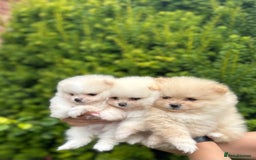Pomeranian dogs for sale: Tiny Pomeranian Girls – Champion Bloodlines - Image 3
