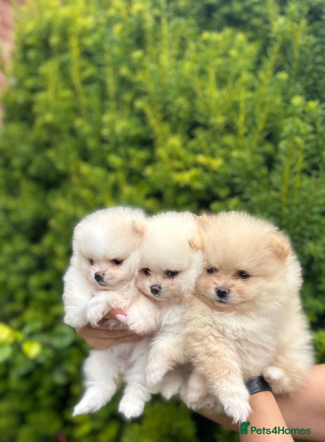 Pomeranian dogs for sale: Tiny Pomeranian Girls – Champion Bloodlines - Image 3