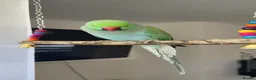 Ringnecks birds for sale: Two Beautiful Indian Ringnecks- READ DESCRIPTION  - Advert 6