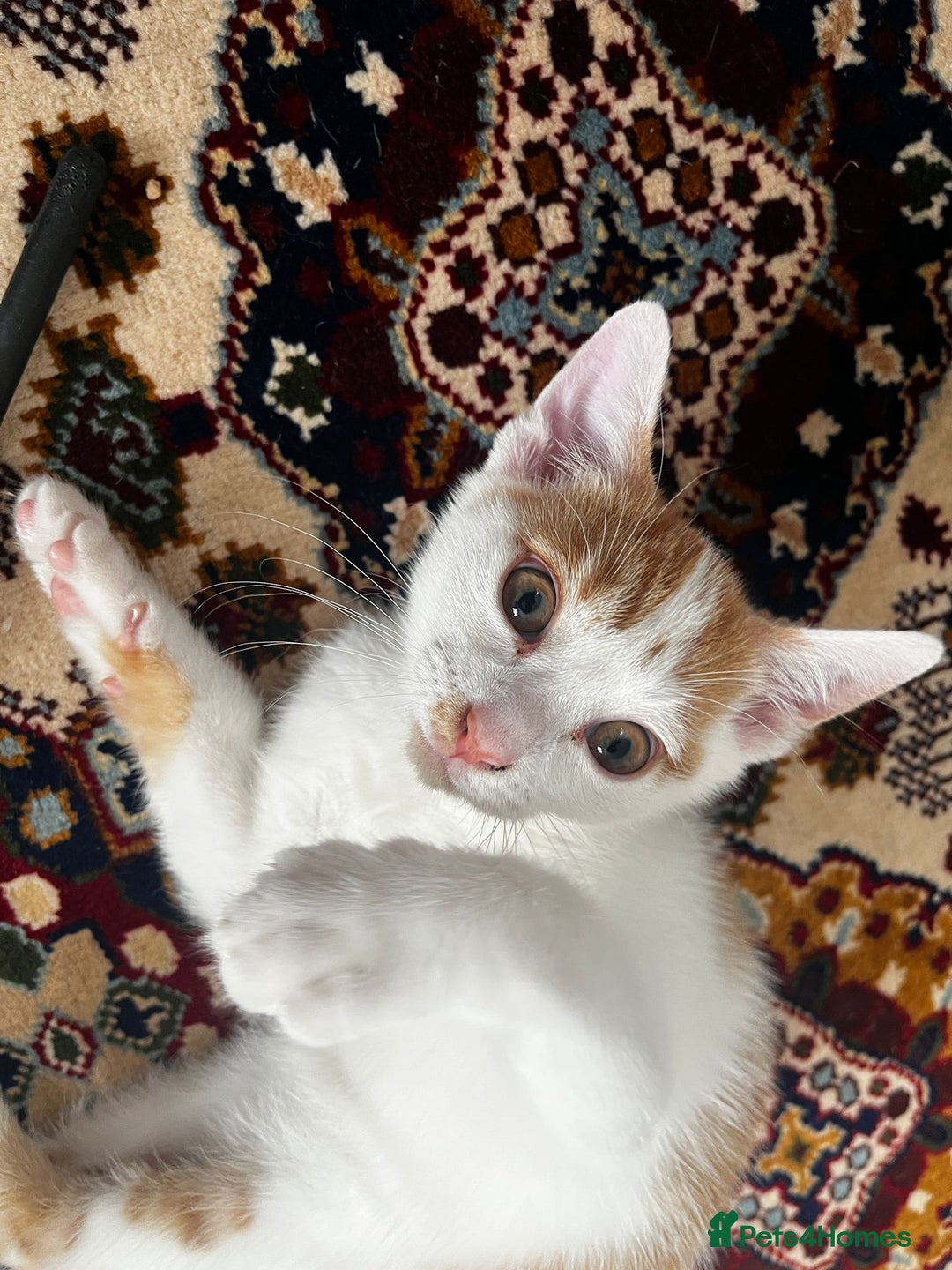 Mixed Breed cats for sale: calico male kitten READY TO LEAVE - Image 4