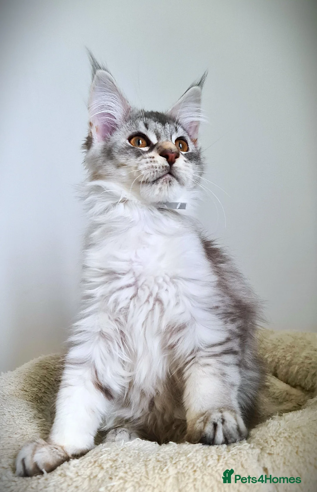 Maine Coon cats for sale: STUNNING 4️⃣ PEDIGREE MAINE COON KITTENS READY ❗❗❗ - Advert 38