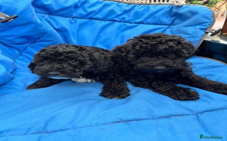 Toy Poodle dogs - Advert 3