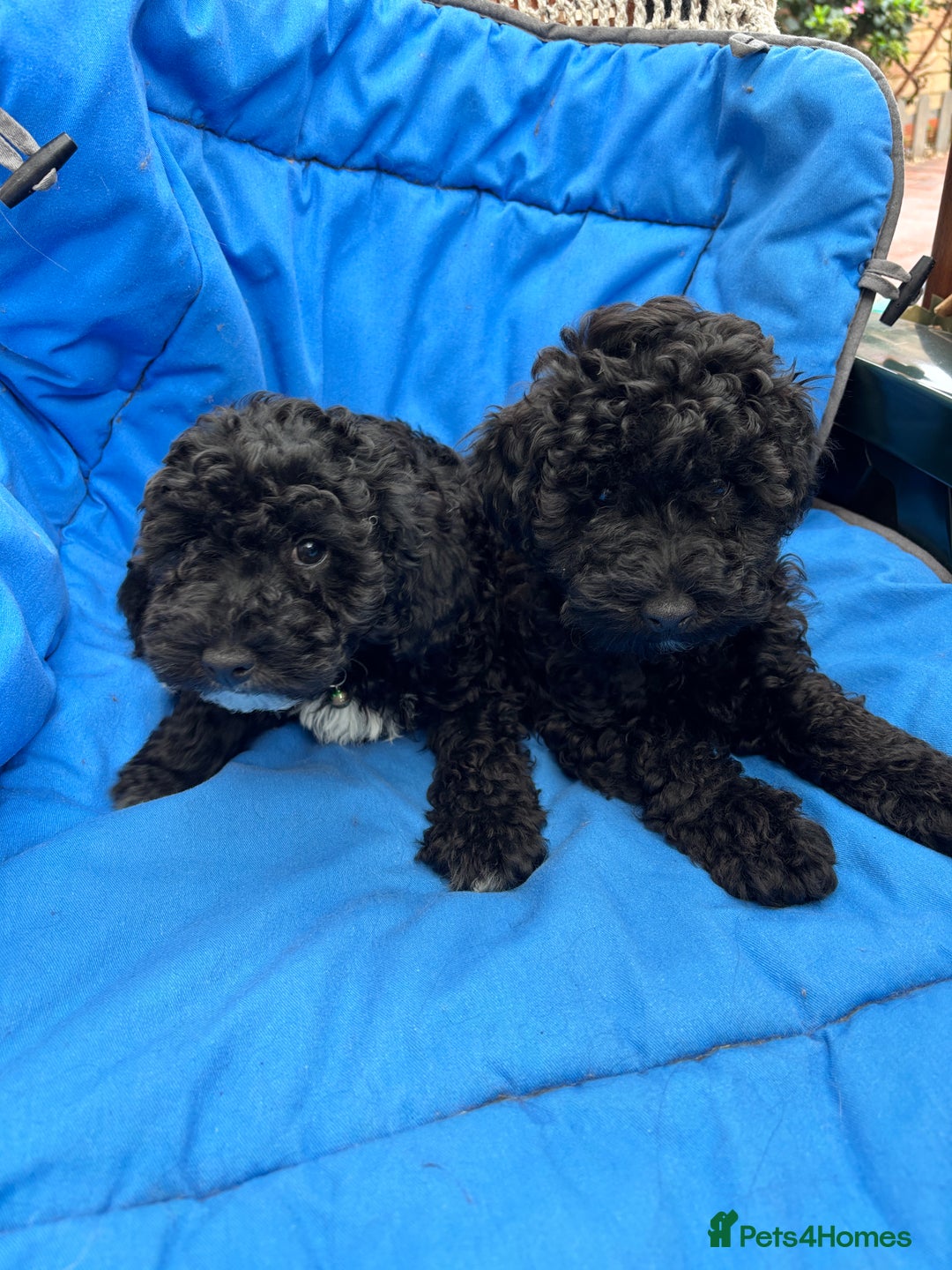 Toy Poodle dogs for sale: Adorable toy poodles, 1 boy left,  READY TO GO - Image 2