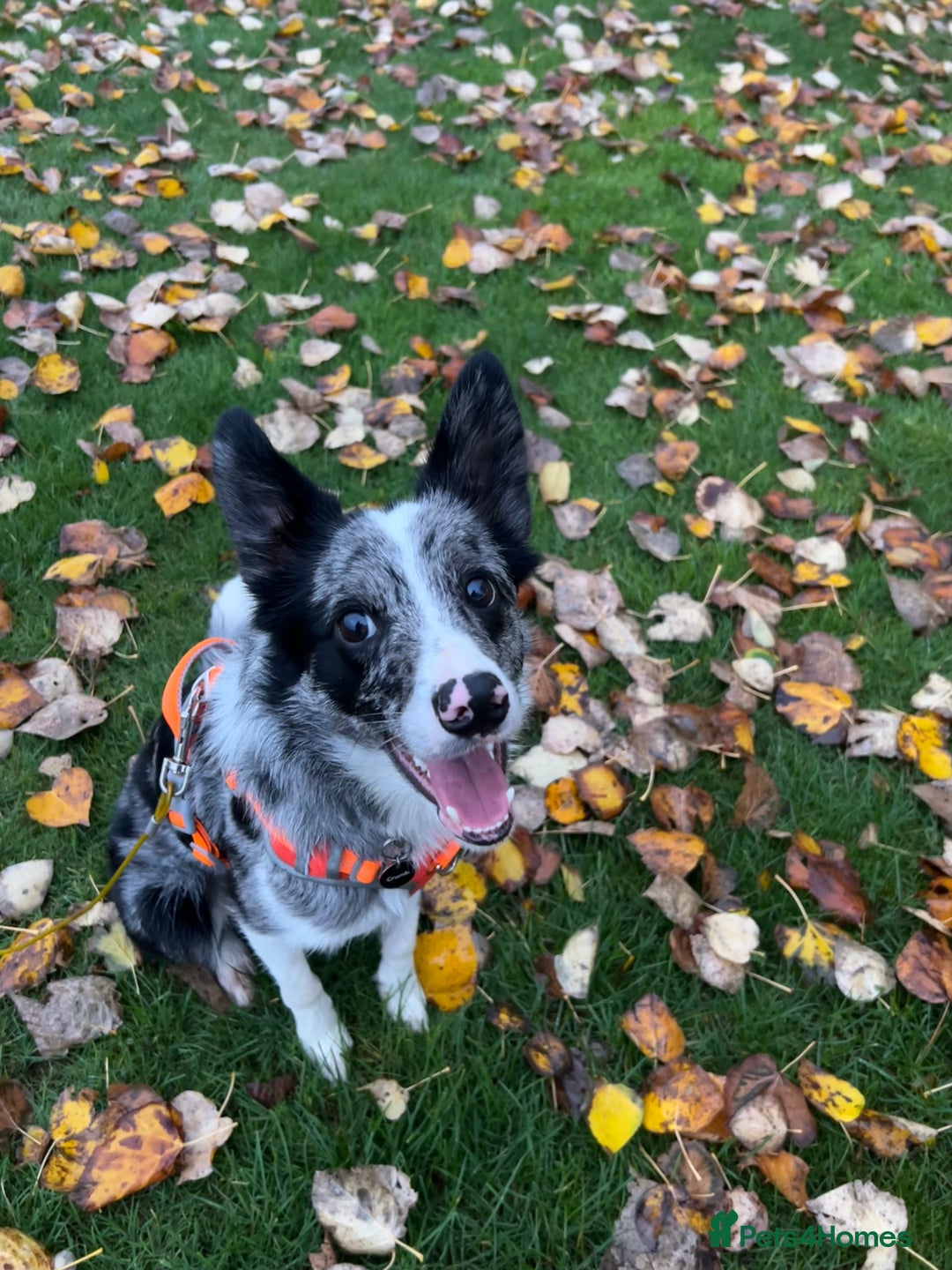 Border Collie dogs for sale: Merle border collie male  - Advert 9