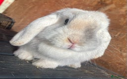 Mini Lop rabbits for sale: Female mini lop adult - Image 1