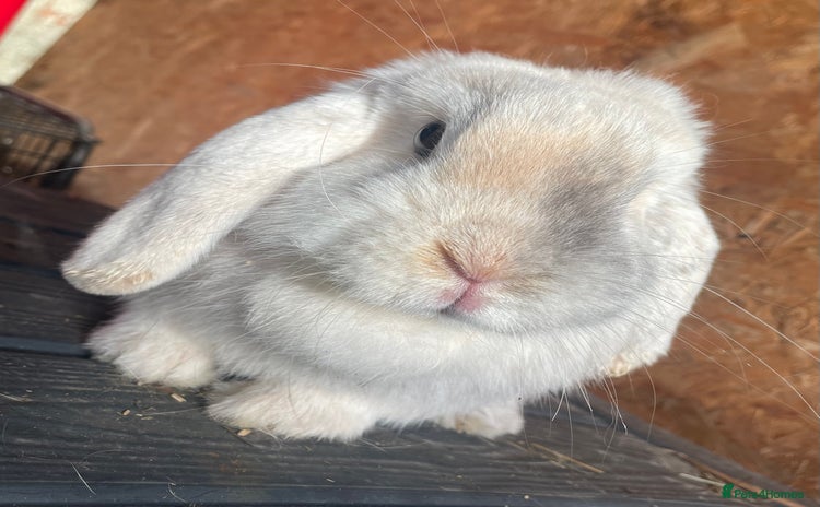 Mini Lop rabbits - Advert 2