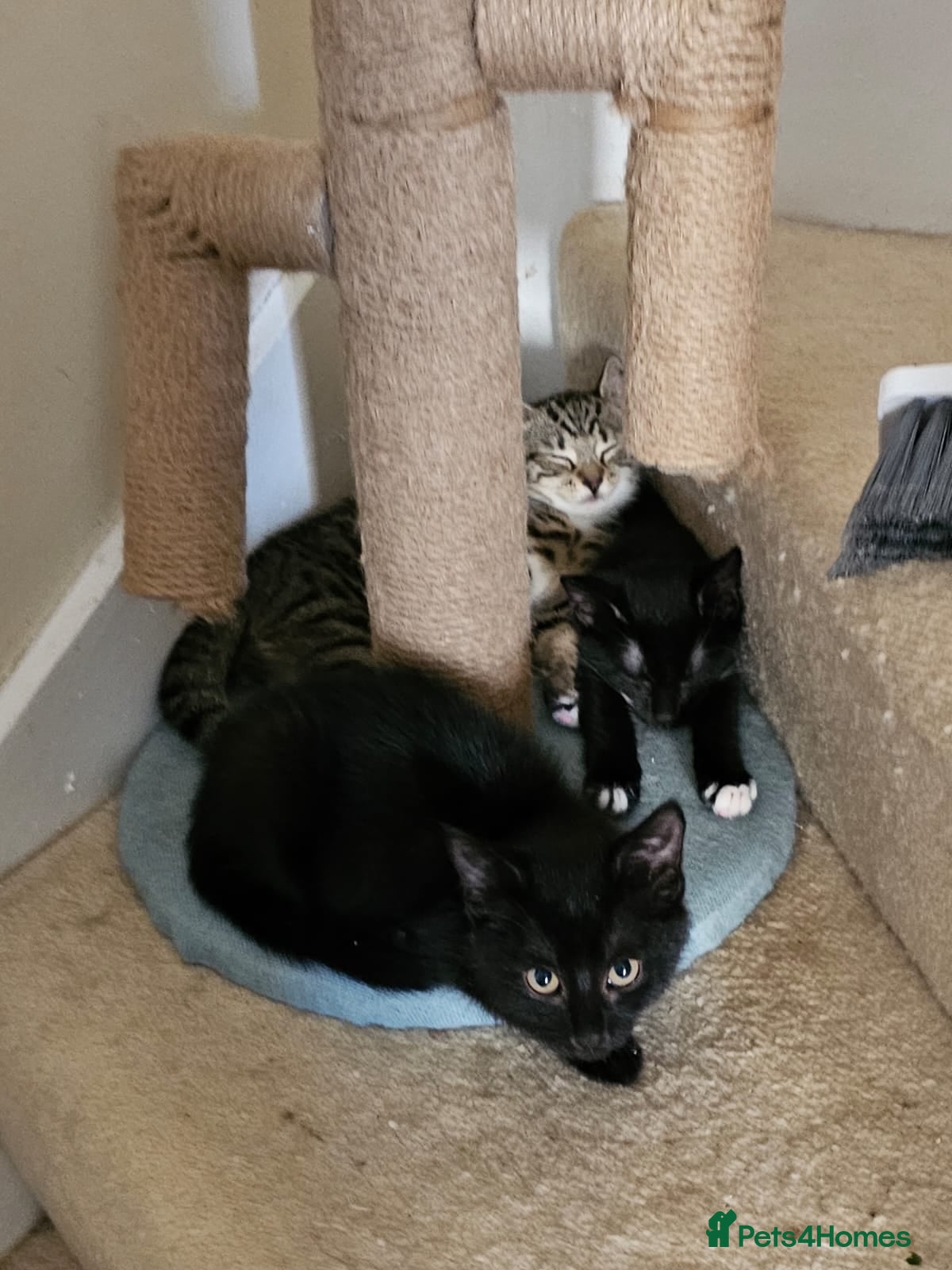 Domestic Shorthair cats Black and white rescue kitten needs home  - Advert 2