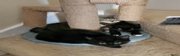 Domestic Shorthair cats for adoption: Black and white rescue kitten needs home  - Advert 1