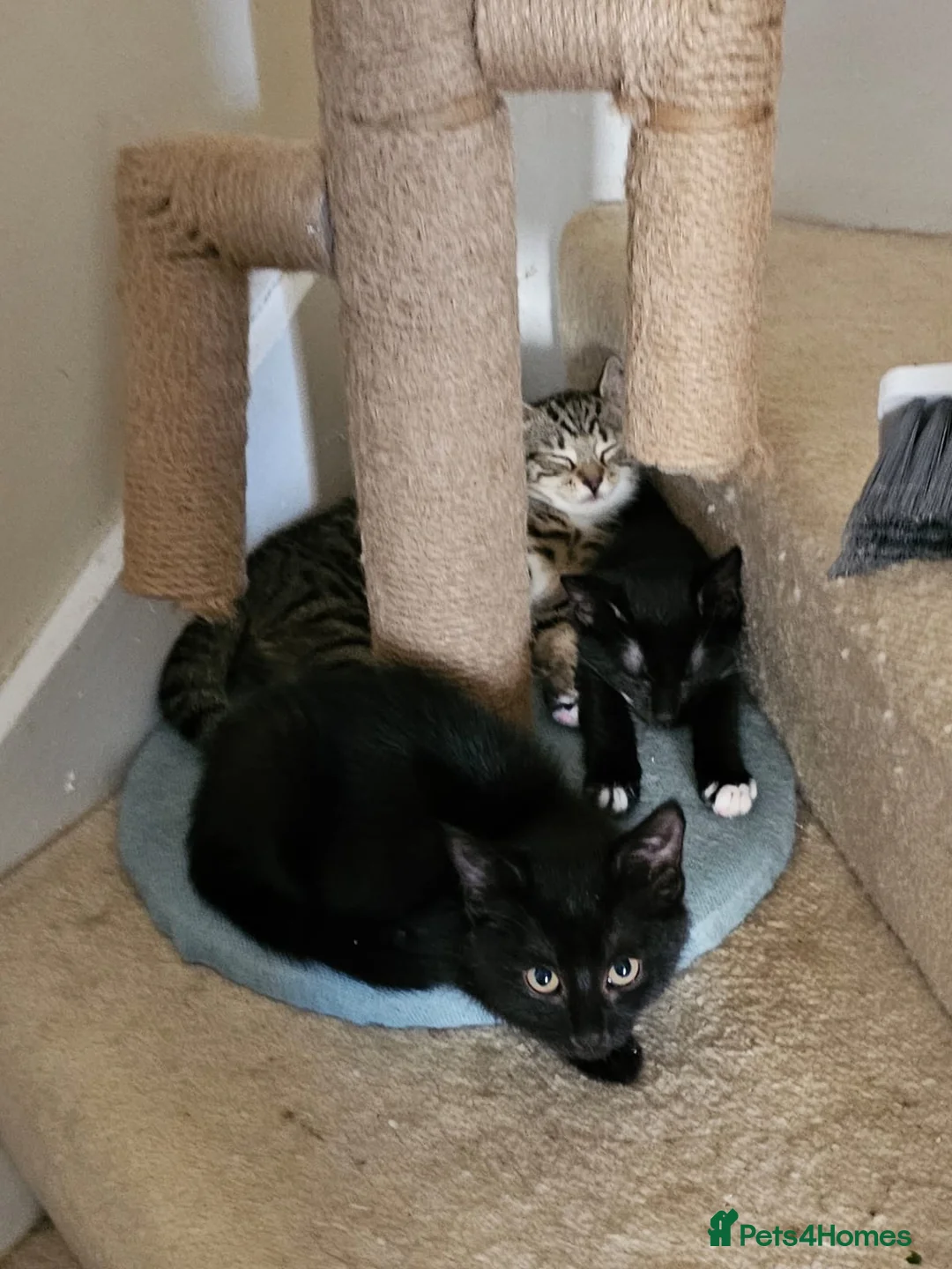 Domestic Shorthair cats for adoption: Black and white rescue kitten needs home  - Advert 1