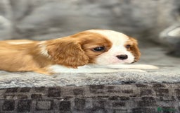 Cavalier King Charles Spaniel dogs for sale: Health Tested cavalier puppies  - Image 9