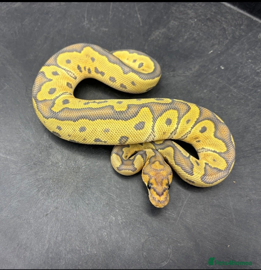 Python Snake reptiles CB25 cypress leopard hypo clown male  - Advert 19