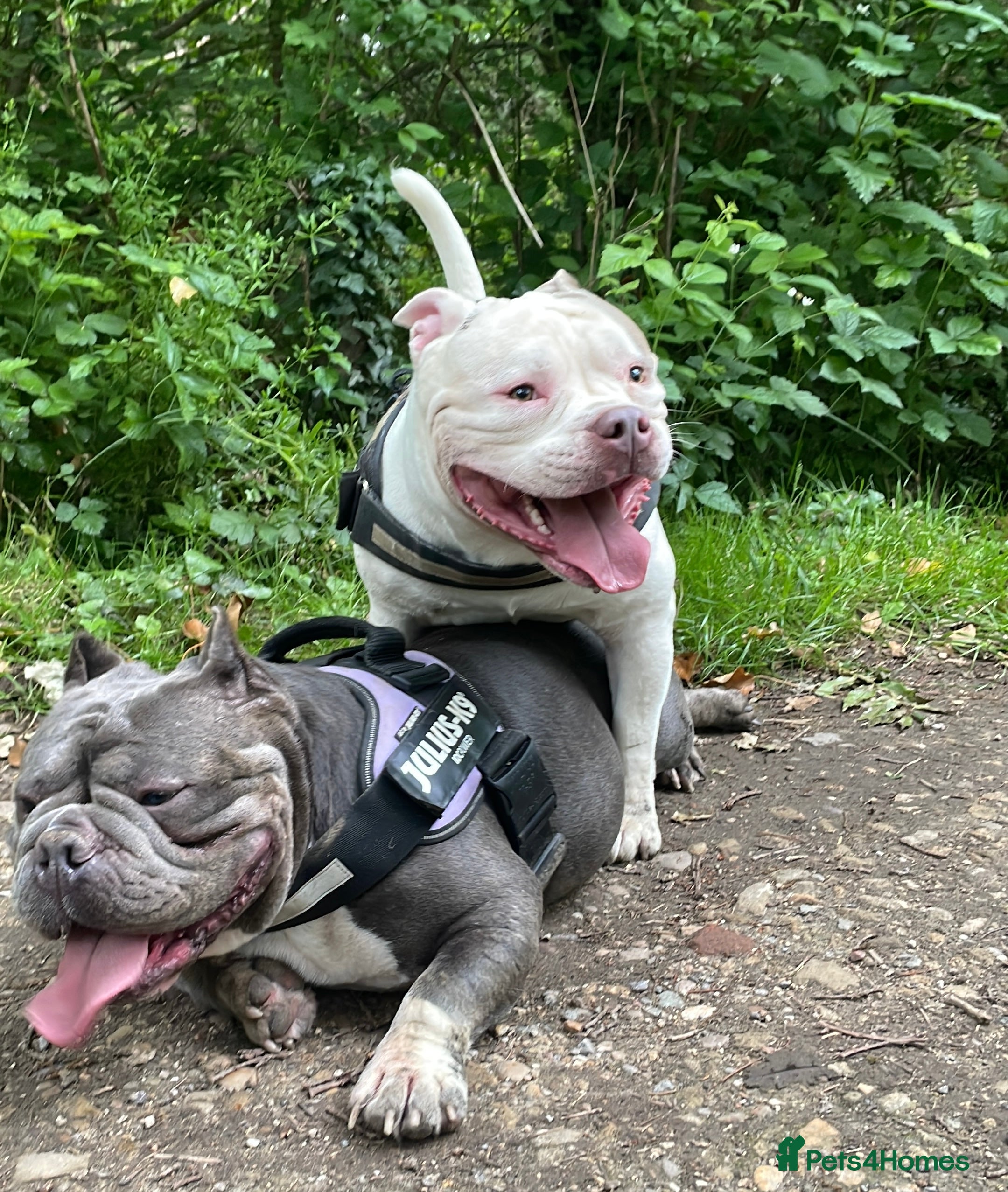 Miniature Bull terrier dogs Two gorgeous dogs need a good home  - Advert 1