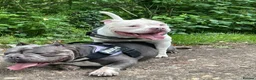 Miniature Bull terrier dogs for sale: Two gorgeous dogs need a good home  - Advert 1