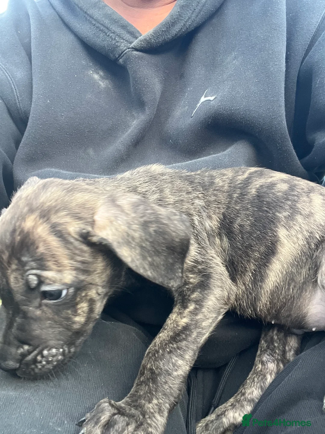 Mixed Breed dogs for sale: Puppy’s for sale in Market Rasen - Advert 35