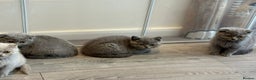 Scottish Fold cats for sale: Beautiful TICA reg Scottish Fold/Straight Kittens  - Advert 5