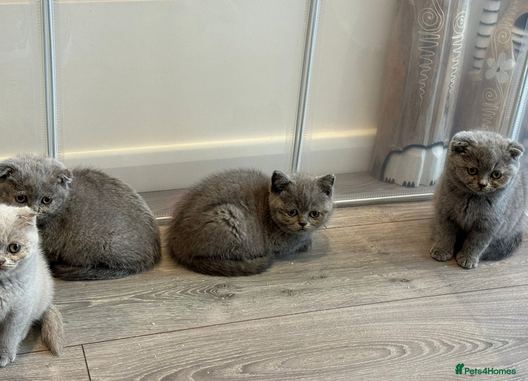 Scottish Fold cats for sale: Beautiful TICA reg Scottish Fold/Straight Kittens  - Advert 5