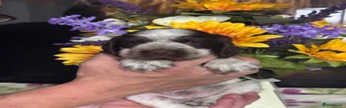 Cocker Spaniel 2