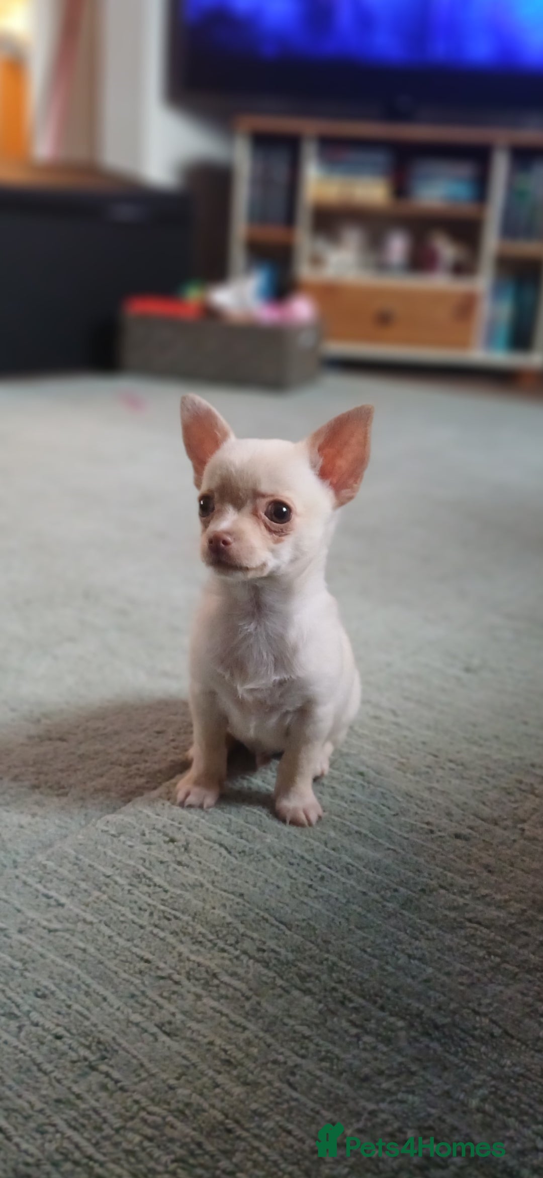Chihuahua dogs Pedigree chihuahua puppies ** 1 BOY LEFT ** - Advert 3