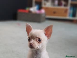 Chihuahua dogs Pedigree chihuahua puppies ** 1 BOY LEFT ** - Advert 6