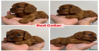 Cavalier King Charles Spaniel dogs - Advert 13