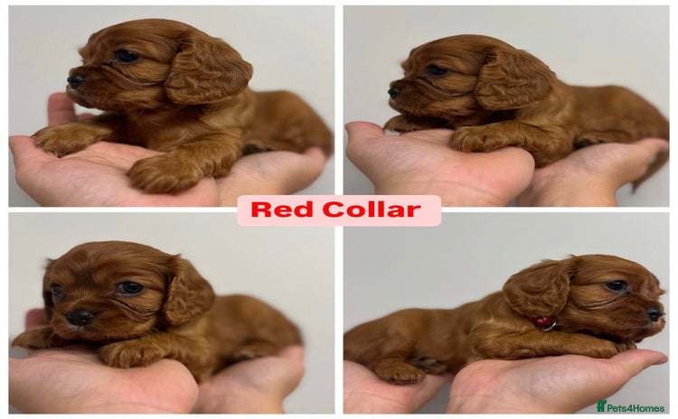 Cavalier King Charles Spaniel dogs - Advert 3