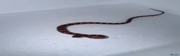 Corn Snake reptiles for sale: Baby Corn Snakes 🐍  - Advert 23