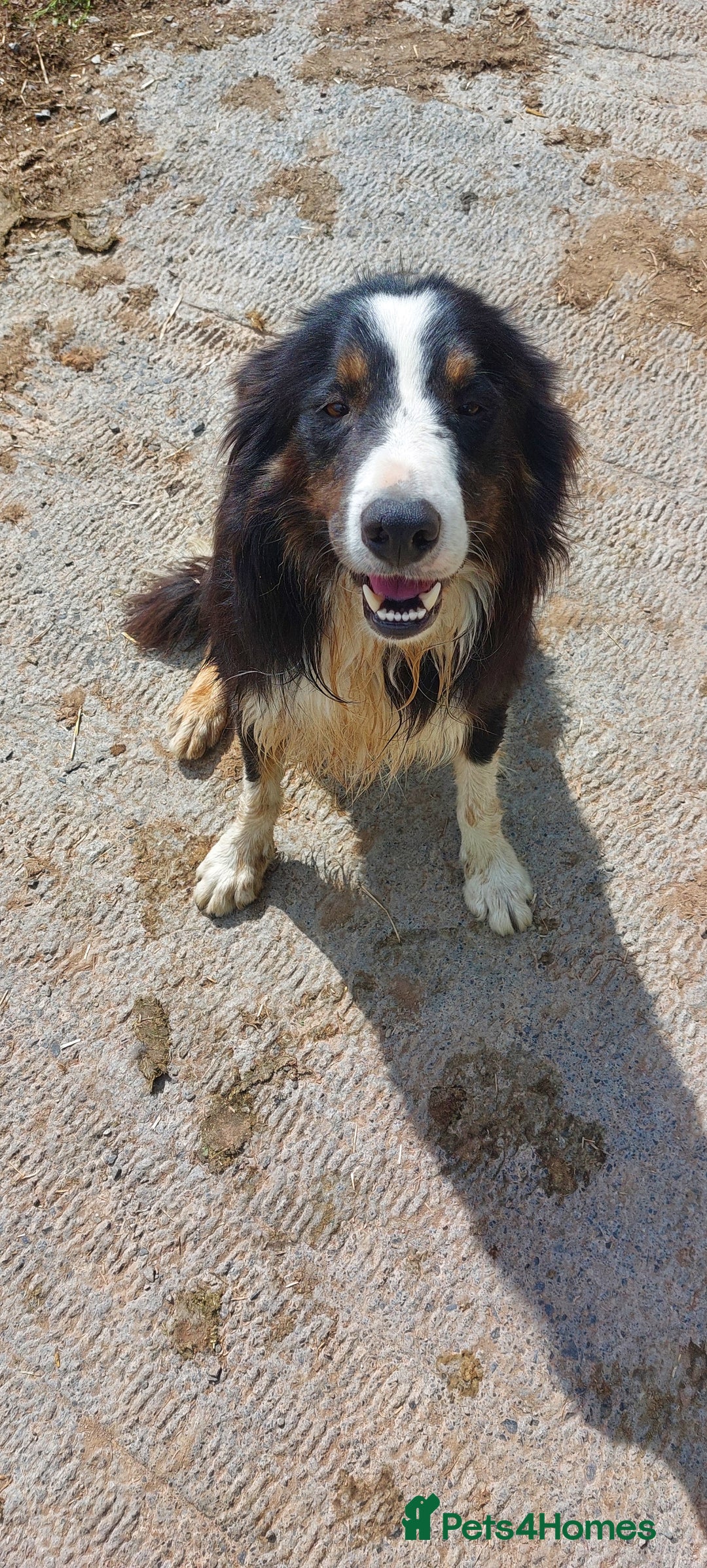 Border Collie dogs for sale: Roy, 3 Yr old Collie Looking for a Loving Pet Home - Image 2