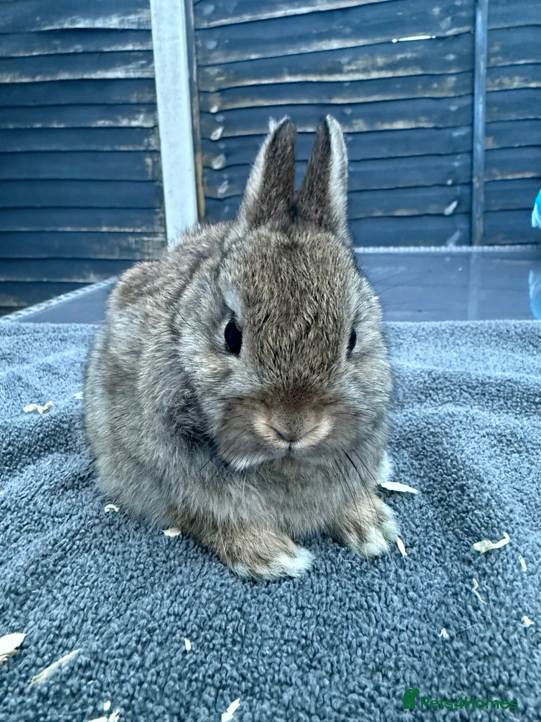 Netherland Dwarf rabbits for sale: Young Netherland Dwarfs - Advert 3