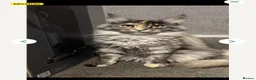 Maine Coon cats for sale: Maine Coon kittens  - Advert 13