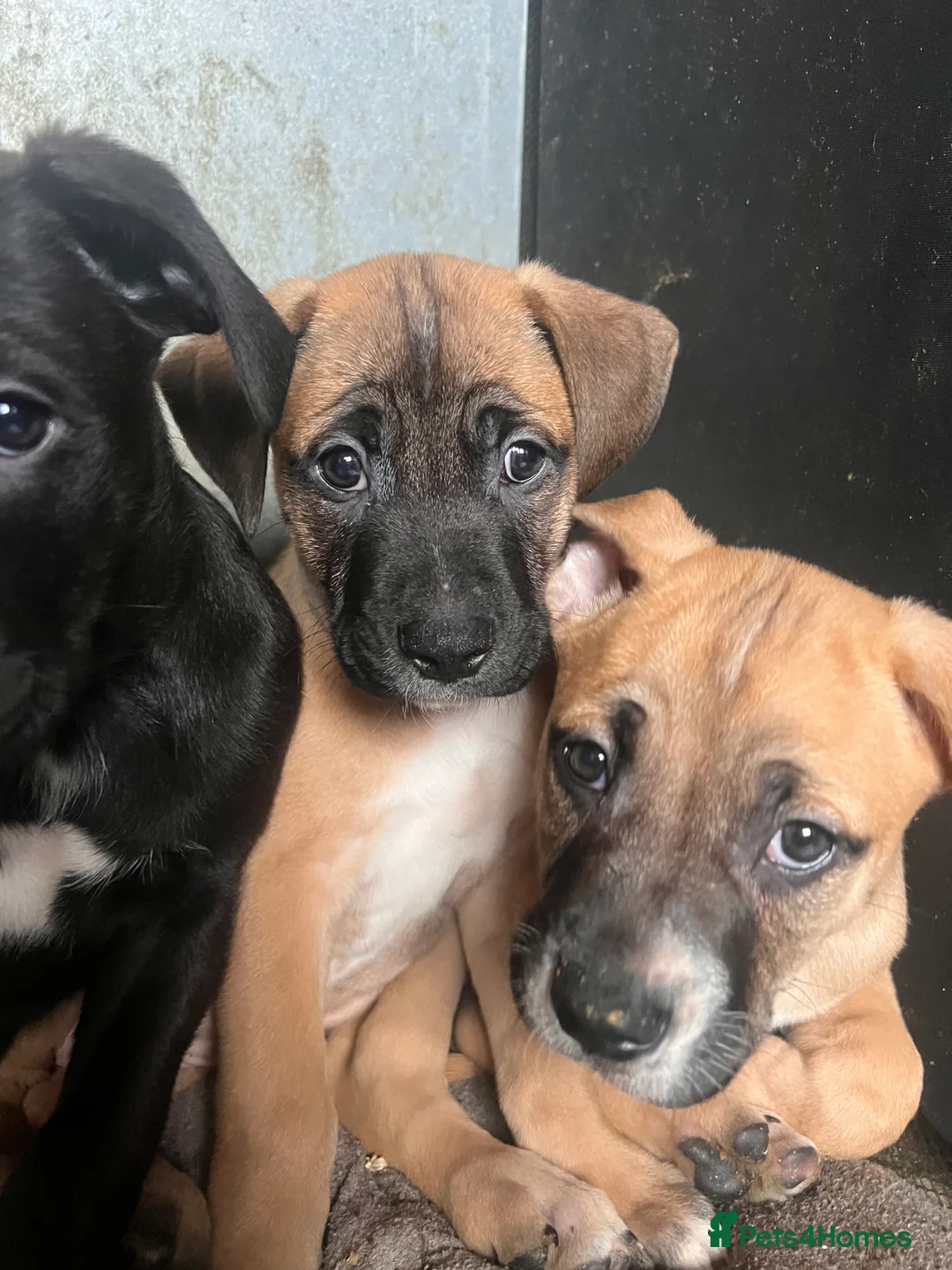 Mixed Breed dogs for sale: 8 Beautiful Mastiff x Staff x Black Mouth Cur Pups - Advert 40