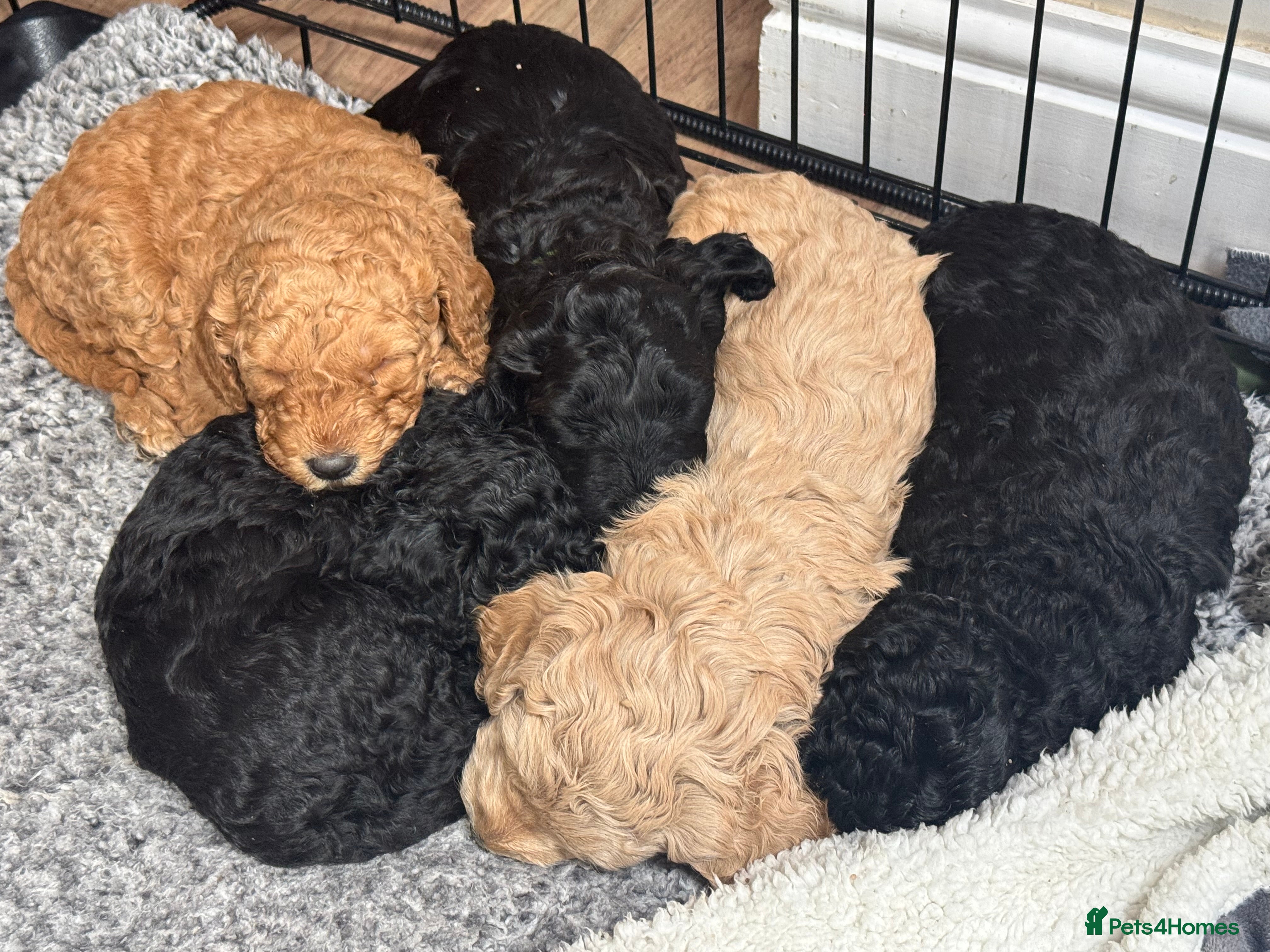 Australian Labradoodle dogs Annie's Australian Labradoodle Puppies - Advert 2