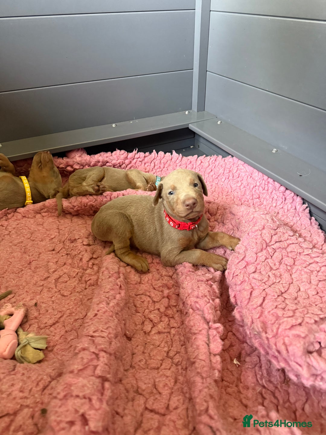 Dobermann dogs for sale: Dobermann puppy 5* licensed breeder  - Image 4