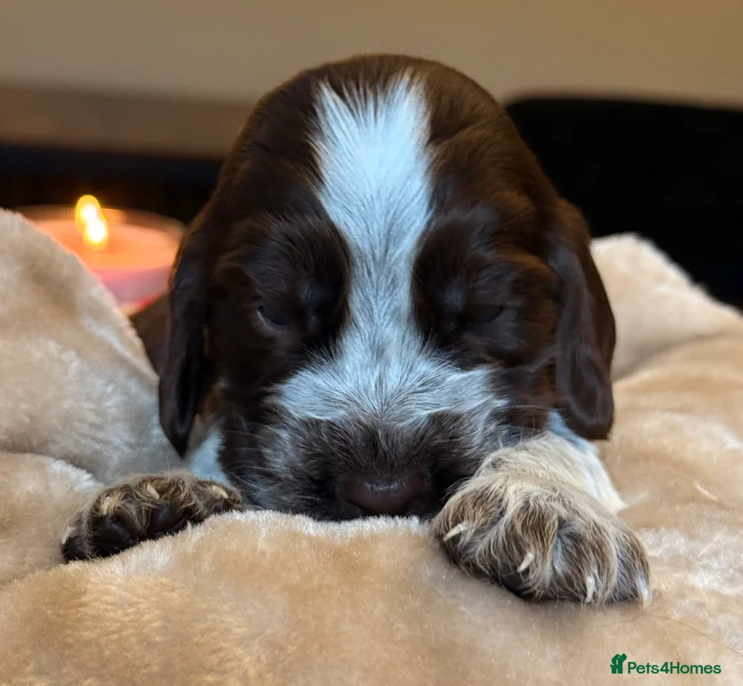 Cocker Spaniel dogs for sale: Show type cocker spaniels  - Advert 24