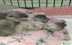 French Bulldog dogs for sale: French bulldog puppies - Image 2