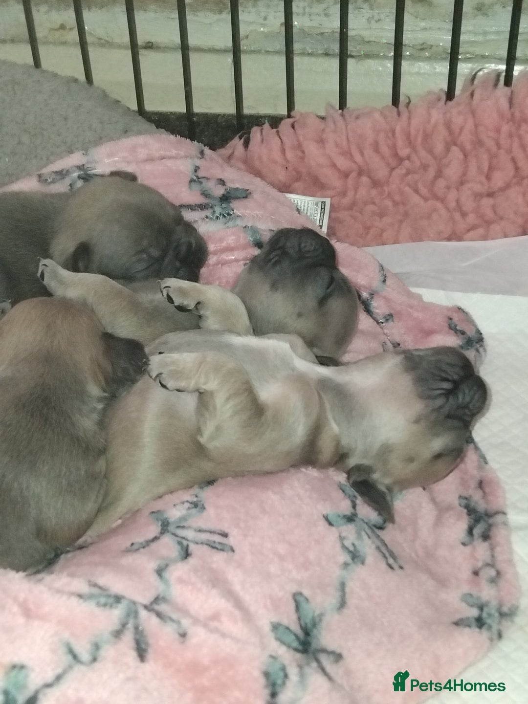 French Bulldog dogs for sale: French bulldog puppies - Image 2