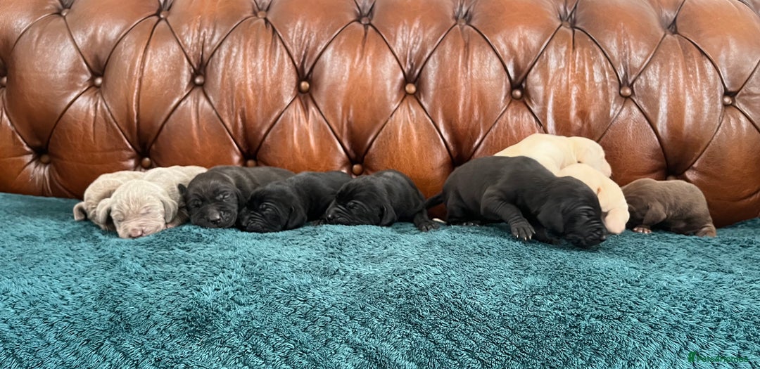 Mixed Breed dogs for sale: 6/9 F2 Weimador / Labmaraner  - Advert 7