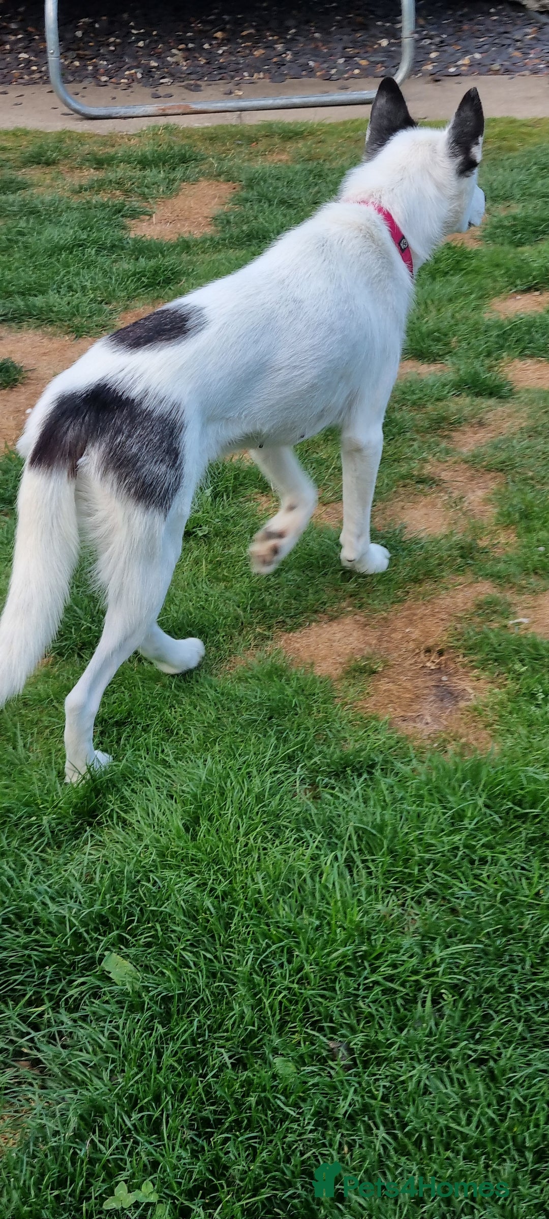 Mixed Breed dogs for sale: Dalsky looking for forever home - Image 16