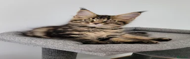 Maine Coon 1
