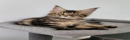Maine Coon cats for sale: Tica registered maine coon kittens  - Advert 2