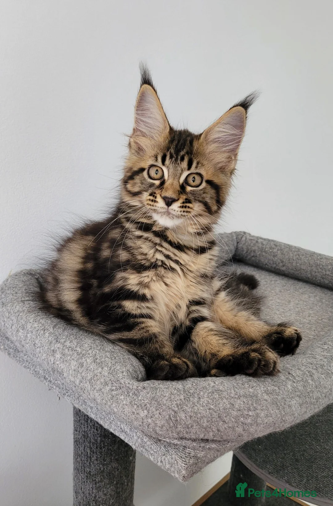 Maine Coon cats for sale: Tica registered maine coon kittens  - Advert 2