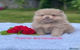 Pomeranian dogs for stud: Solid Lilac Tiny 1.8kg Stud Dog DNA health tested in Rotherham - Image 35