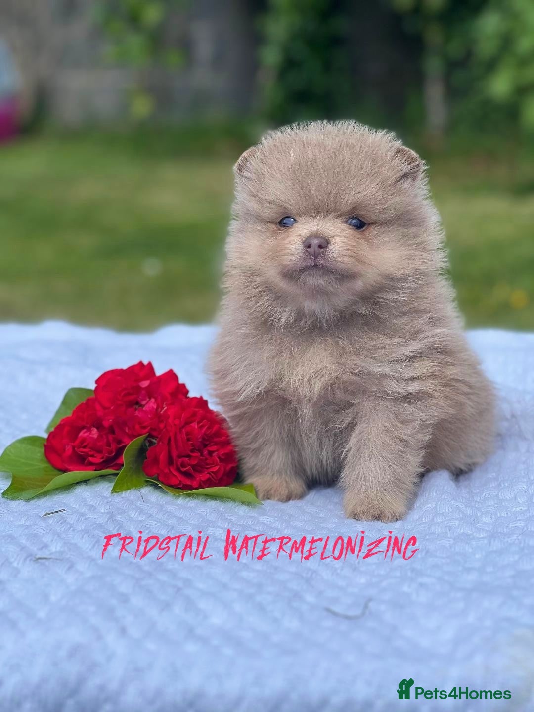 Pomeranian dogs for stud: Solid Lilac Tiny 1.8kg Stud Dog DNA health tested in Rotherham - Image 35